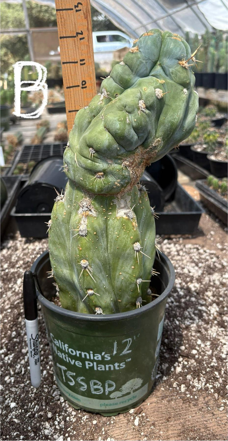 #EC210 Trichocereus Misfits Potted in 1 gallon Containers