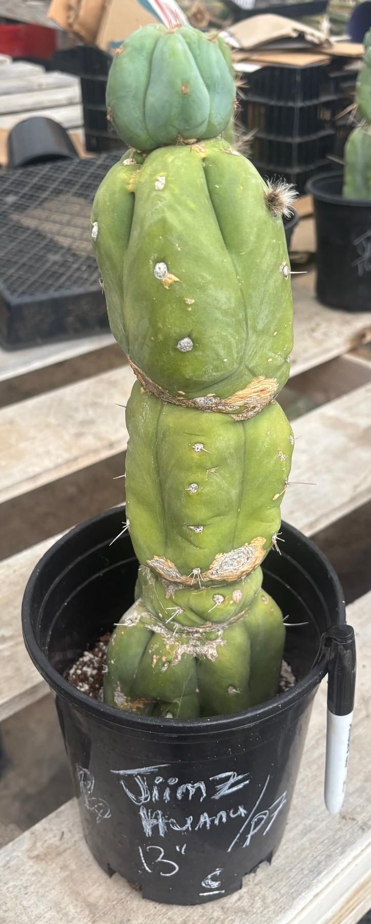 #EC210 Trichocereus Misfits Potted in 1 gallon Containers