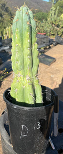 #EC210 Trichocereus Misfits Potted in 1 gallon Containers