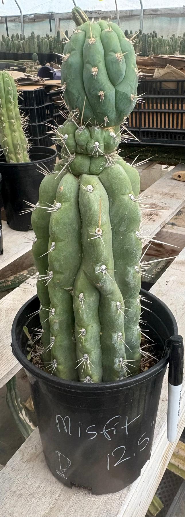 #EC210 Trichocereus Misfits Potted in 1 gallon Containers