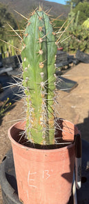 #EC210 Trichocereus Misfits Potted in 1 gallon Containers