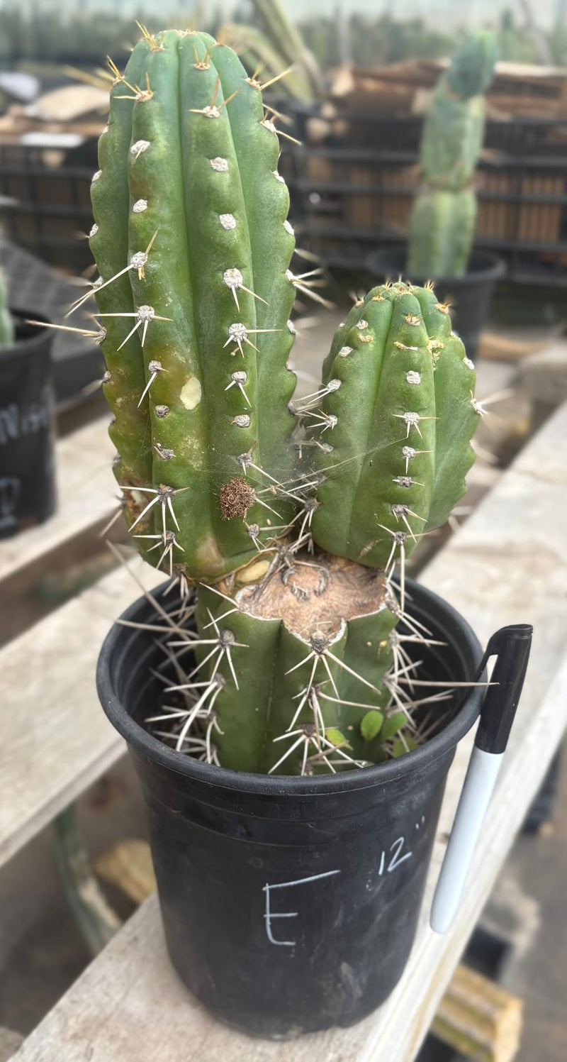 #EC210 Trichocereus Misfits Potted in 1 gallon Containers