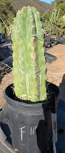 #EC210 Trichocereus Misfits Potted in 1 gallon Containers
