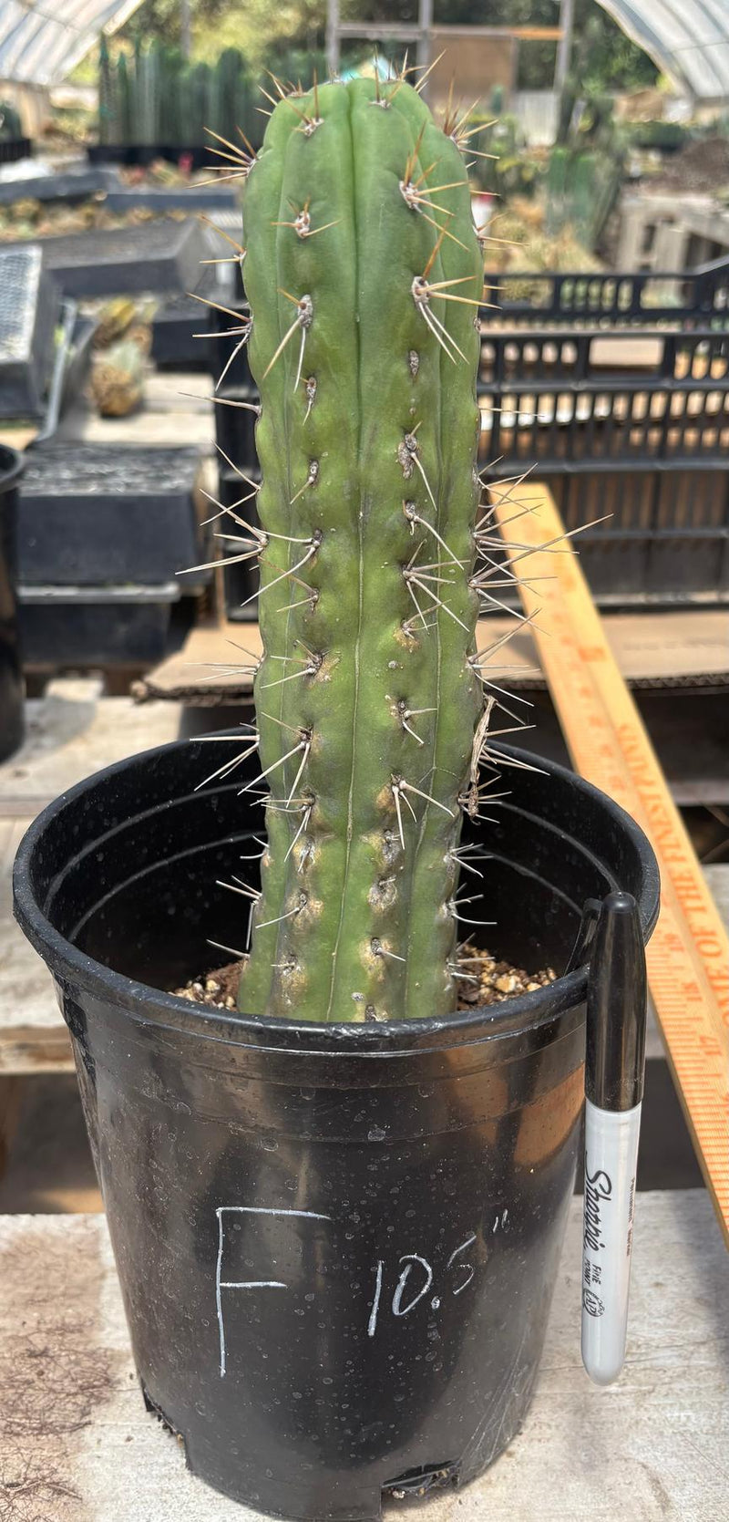 #EC210 Trichocereus Misfits Potted in 1 gallon Containers