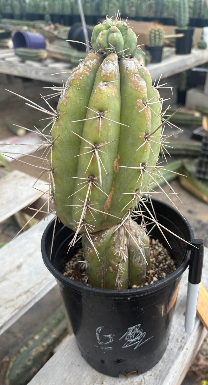 #EC210 Trichocereus Misfits Potted in 1 gallon Containers