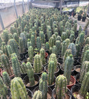 #EC210 Trichocereus Misfits Potted in 1 gallon Containers