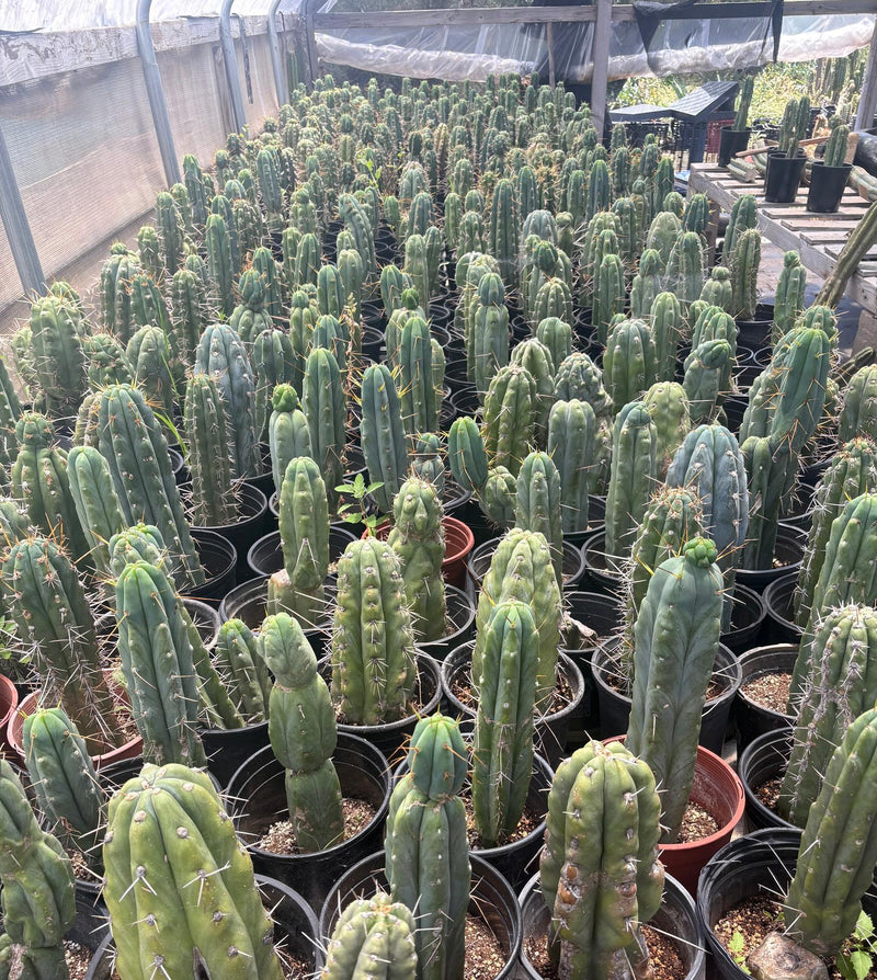 #EC210 Trichocereus Misfits Potted in 1 gallon Containers