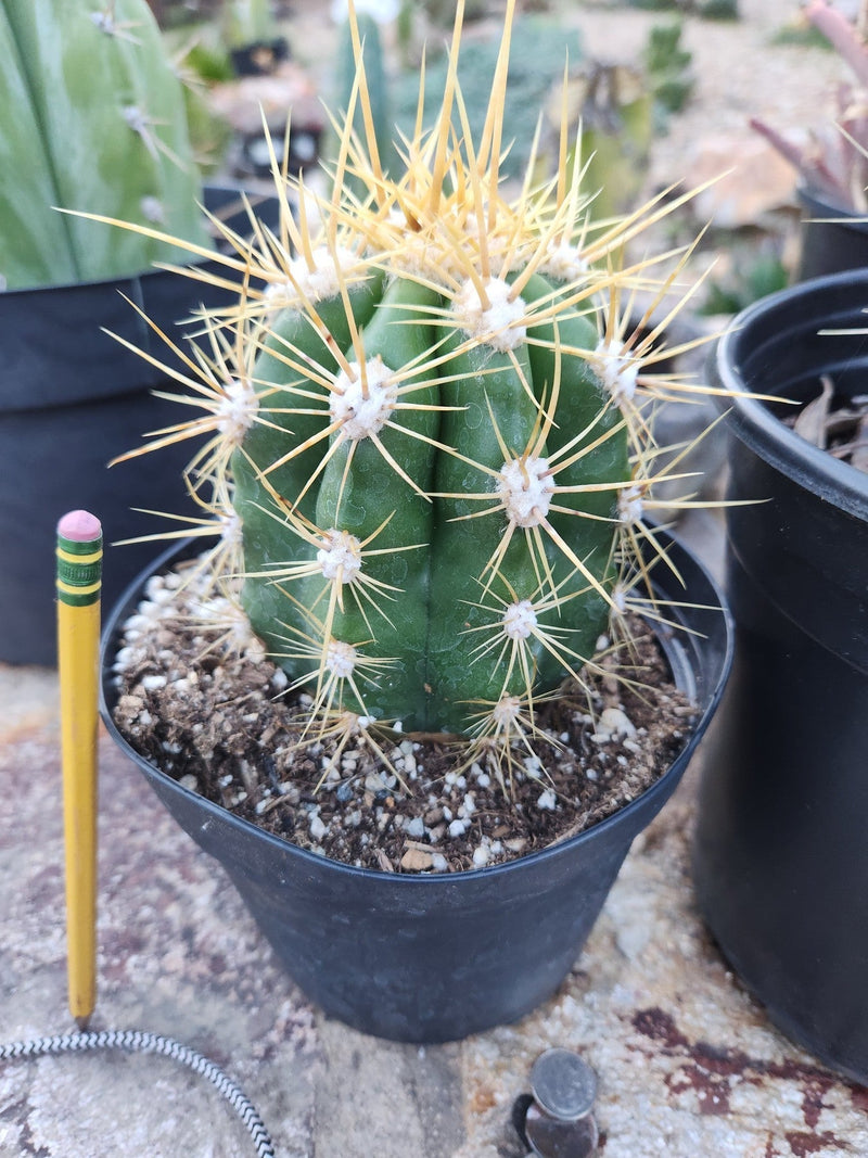 #EC215 EXACT Trichocereus Candicans Ornamental Cactus