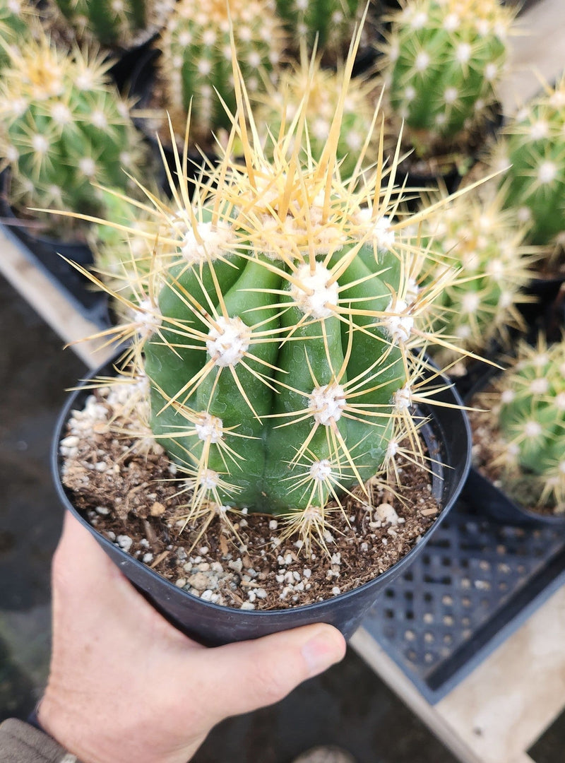 #EC215 EXACT Trichocereus Candicans Ornamental Cactus