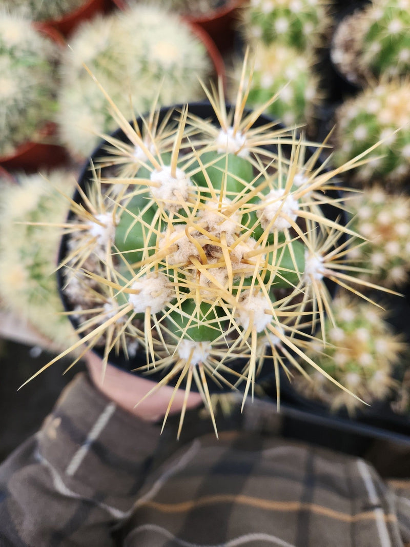 #EC215 EXACT Trichocereus Candicans Ornamental Cactus