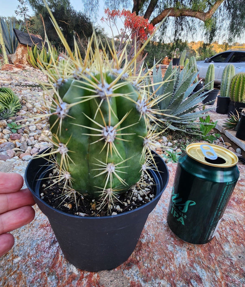 #EC215 EXACT Trichocereus Candicans Ornamental Cactus