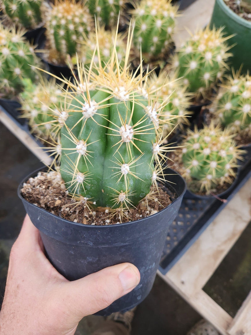 #EC215 EXACT Trichocereus Candicans Ornamental Cactus