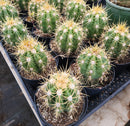 #EC215 Trichocereus Candicans Ornamental Cactus