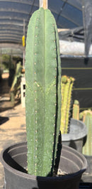#EC216 Exact Trichocereus Hybrid Scop Ripple X Scop Kesey Cactus 18”