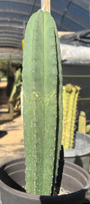 #EC216 Exact Trichocereus Hybrid Scop Ripple X Scop Kesey Cactus 18”