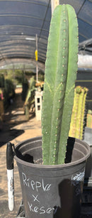 #EC216 Exact Trichocereus Hybrid Scop Ripple X Scop Kesey Cactus 18”