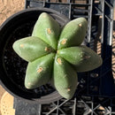 #EC216 Exact Trichocereus Hybrid Scop Ripple X Scop Kesey Cactus 18”