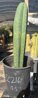 #EC216 Exact Trichocereus Hybrid Scop Ripple X Scop Kesey Cactus 18”