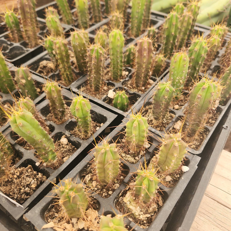 #EC219 EXACT Trichocereus Bridgesii OP Seedling from Bolivia Cactus 3-4" plug