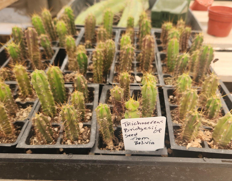 #EC219 EXACT Trichocereus Bridgesii OP Seedling from Bolivia Cactus 3-4" plug