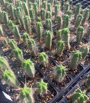 #EC219 EXACT Trichocereus Bridgesii OP Seedling from Bolivia Cactus 5-6” Potted
