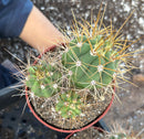 #EC222 EXACT Trichocereus Terschekii Cactus Cluster in 4” container