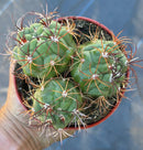 #EC223 EXACT Gymnocalycium Ornamental Cactus potted in 4”