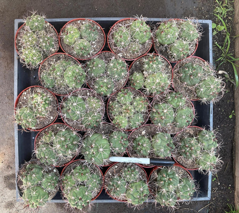 #EC223 EXACT Gymnocalycium Ornamental Cactus potted in 4”