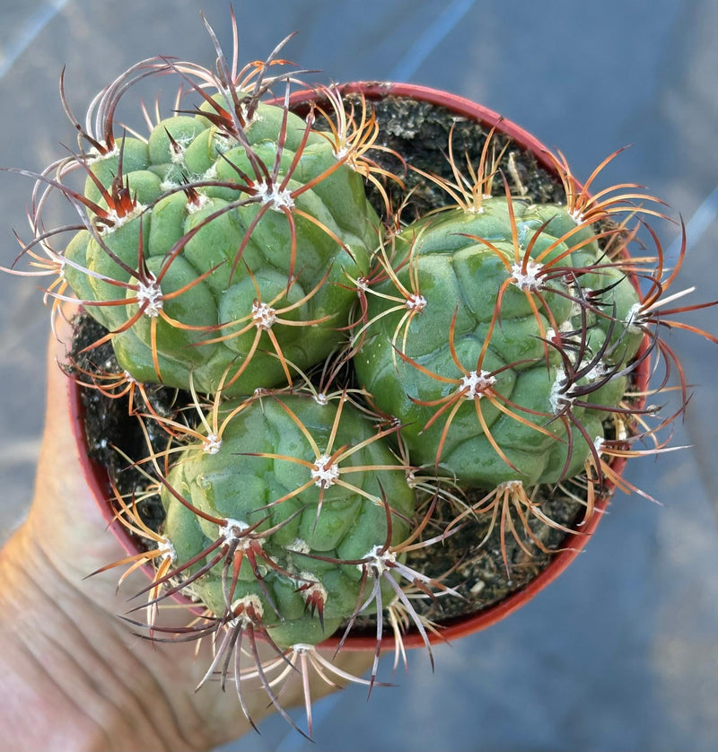 #EC223 EXACT Gymnocalycium Ornamental Cactus potted in 4”