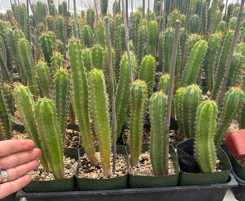 #EC225 EXACT Trichocereus Hybrid Cactus Bargain Potted Seedlings