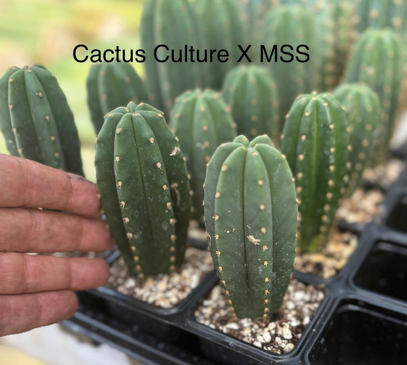 #EC225 EXACT Trichocereus Hybrid Cactus Bargain Potted Seedlings
