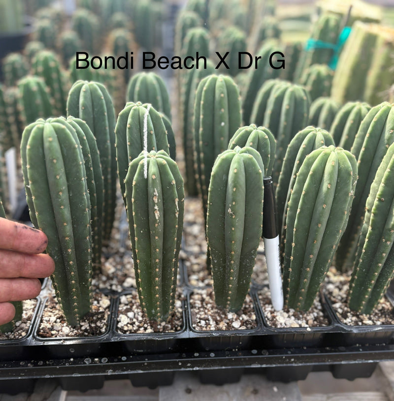 #EC225 EXACT Trichocereus Hybrid Cactus Bargain Potted Seedlings