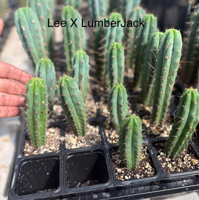 #EC225 EXACT Trichocereus Hybrid Cactus Bargain Potted Seedlings