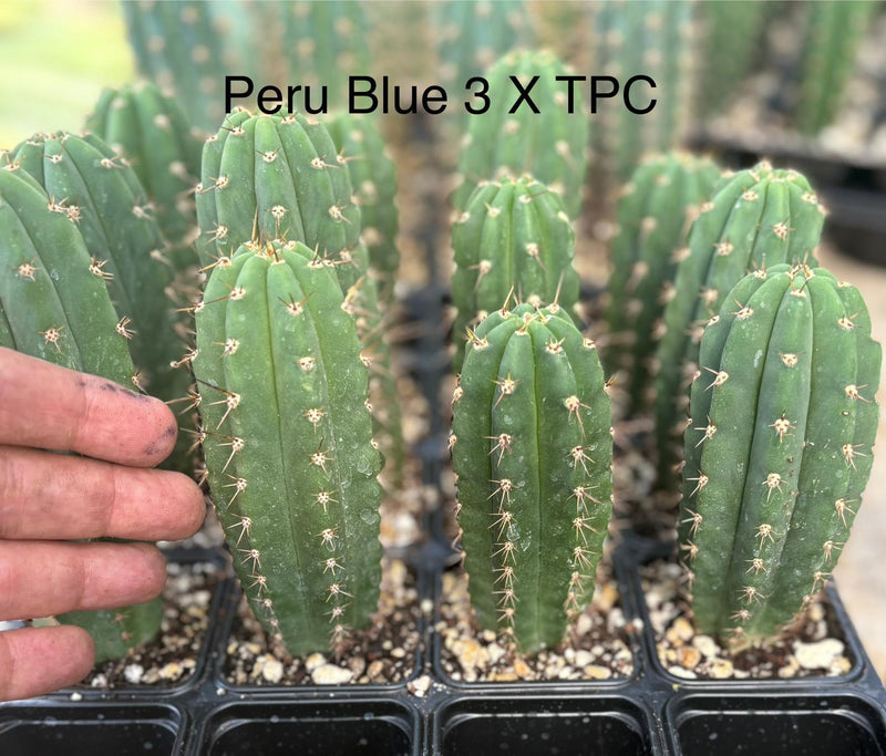 #EC225 EXACT Trichocereus Hybrid Cactus Bargain Potted Seedlings