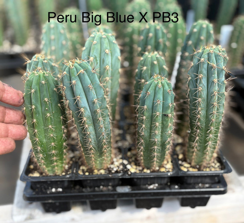 #EC225 EXACT Trichocereus Hybrid Cactus Bargain Potted Seedlings