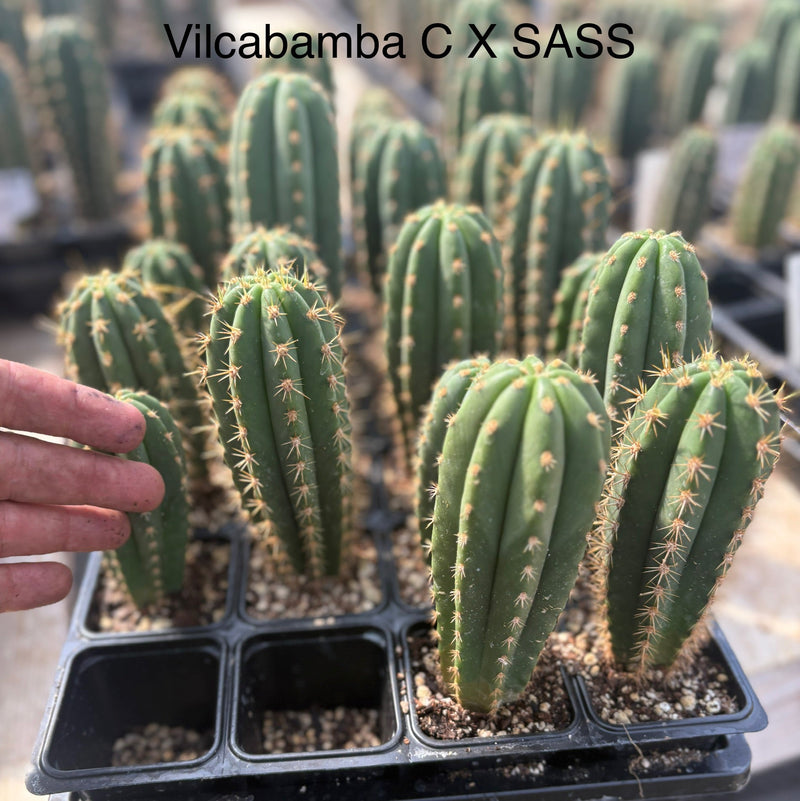 #EC225 EXACT Trichocereus Hybrid Cactus Bargain Potted Seedlings