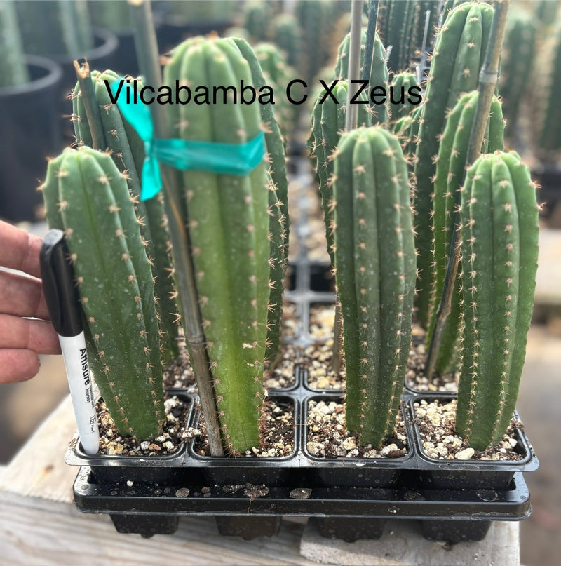 #EC225 EXACT Trichocereus Hybrid Cactus Bargain Potted Seedlings