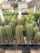 Cactus Seedlings Trichocereus Hybrid 2.5-Inch Pot Green Varieties
