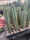 Cactus Seedlings Trichocereus Hybrid 2.5-Inch Pot Green Varieties by The Succulent Source