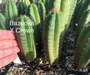 Cactus Seedlings Trichocereus Hybrid 2.5-Inch Pot Green Varieties by The Succulent Source