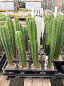 Cactus Seedlings Trichocereus Hybrid 2.5-Inch Pot Green Varieties
