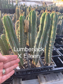 #EC225 Variety of Trichocereus Hybrid Cactus Bargain Potted Seedlings For Sale