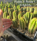 Cactus Seedlings Trichocereus Hybrid 2.5-Inch Pot Green Varieties by The Succulent Source