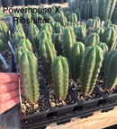 Cactus Seedlings Trichocereus Hybrid 2.5-Inch Pot Green Varieties by The Succulent Source
