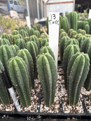 Cactus Seedlings Trichocereus Hybrid 2.5-Inch Pot Green Varieties