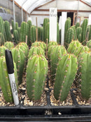 Cactus Seedlings Trichocereus Hybrid 2.5-Inch Pot Green Varieties