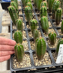 Cactus Seedlings Trichocereus Hybrid 2.5-Inch Pot Green Varieties by The Succulent Source