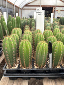 Cactus Seedlings Trichocereus Hybrid 2.5-Inch Pot Green Varieties