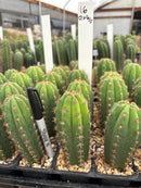 Cactus Seedlings Trichocereus Hybrid 2.5-Inch Pot Green Varieties
