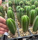 Cactus Seedlings Trichocereus Hybrid 2.5-Inch Pot Green Varieties by The Succulent Source